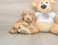 5 week old Cockapoo Puppy For Sale - Windy City Pups