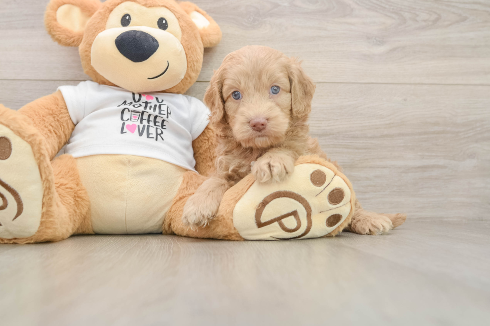 Sweet Cockapoo Baby