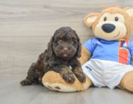 7 week old Cockapoo Puppy For Sale - Windy City Pups
