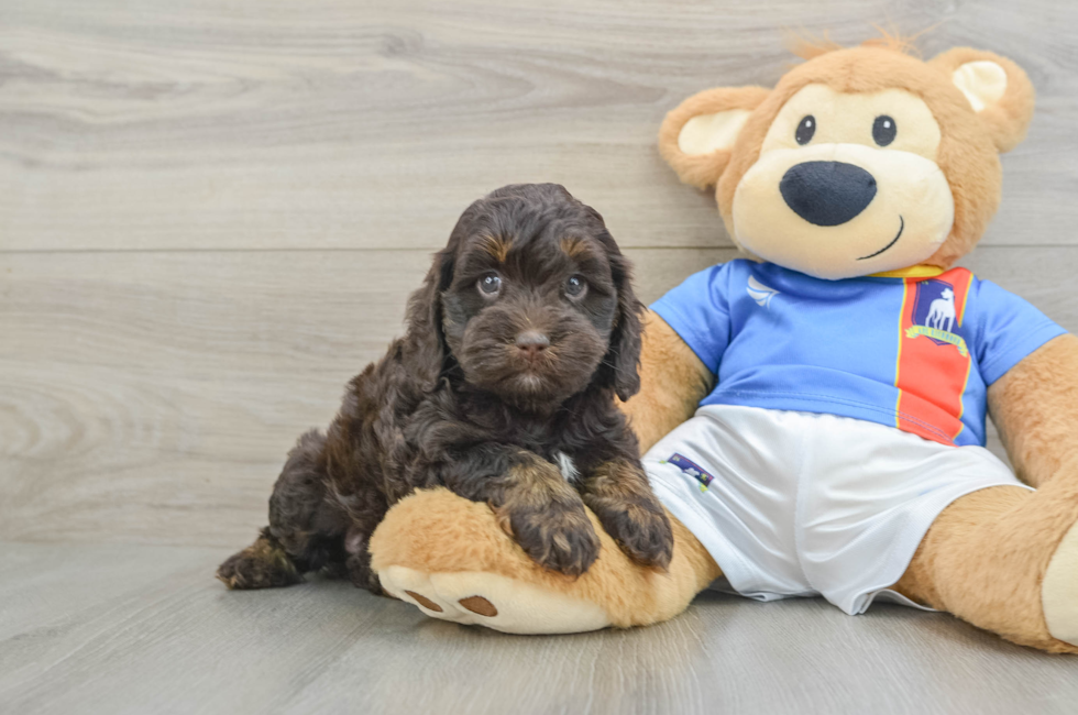 7 week old Cockapoo Puppy For Sale - Windy City Pups