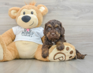 7 week old Cockapoo Puppy For Sale - Windy City Pups