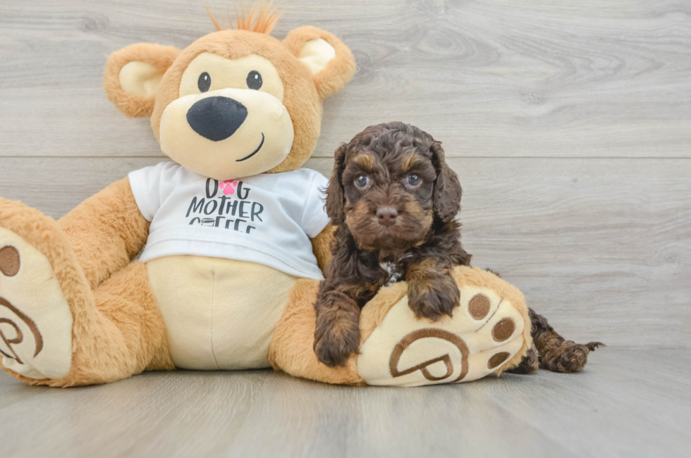 6 week old Cockapoo Puppy For Sale - Windy City Pups
