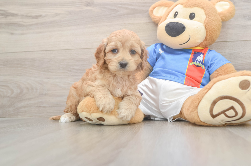 5 week old Cockapoo Puppy For Sale - Windy City Pups