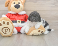 6 week old Cockapoo Puppy For Sale - Windy City Pups