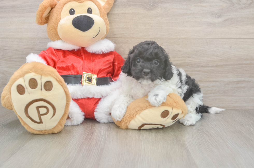 5 week old Cockapoo Puppy For Sale - Windy City Pups