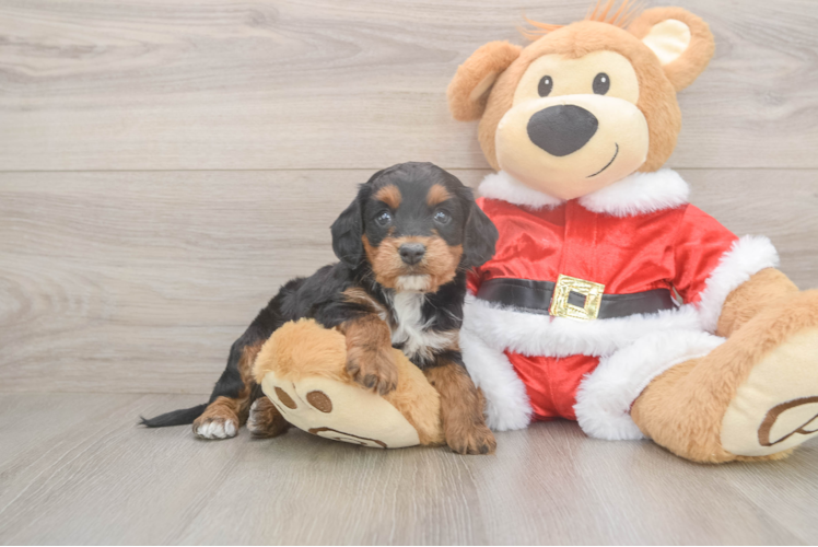 Cockapoo Pup Being Cute