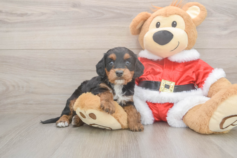 Cockapoo Pup Being Cute