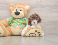 5 week old Cockapoo Puppy For Sale - Windy City Pups
