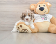 7 week old Cockapoo Puppy For Sale - Windy City Pups