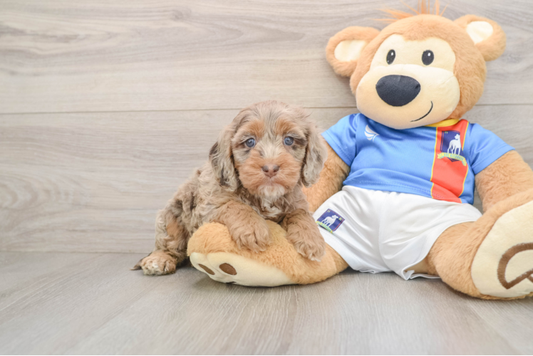 Cockapoo Puppy for Adoption