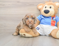 7 week old Cockapoo Puppy For Sale - Windy City Pups