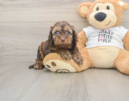 6 week old Cockapoo Puppy For Sale - Windy City Pups