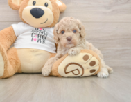 5 week old Cockapoo Puppy For Sale - Windy City Pups