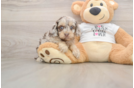 Fluffy Cockapoo Poodle Mix Pup