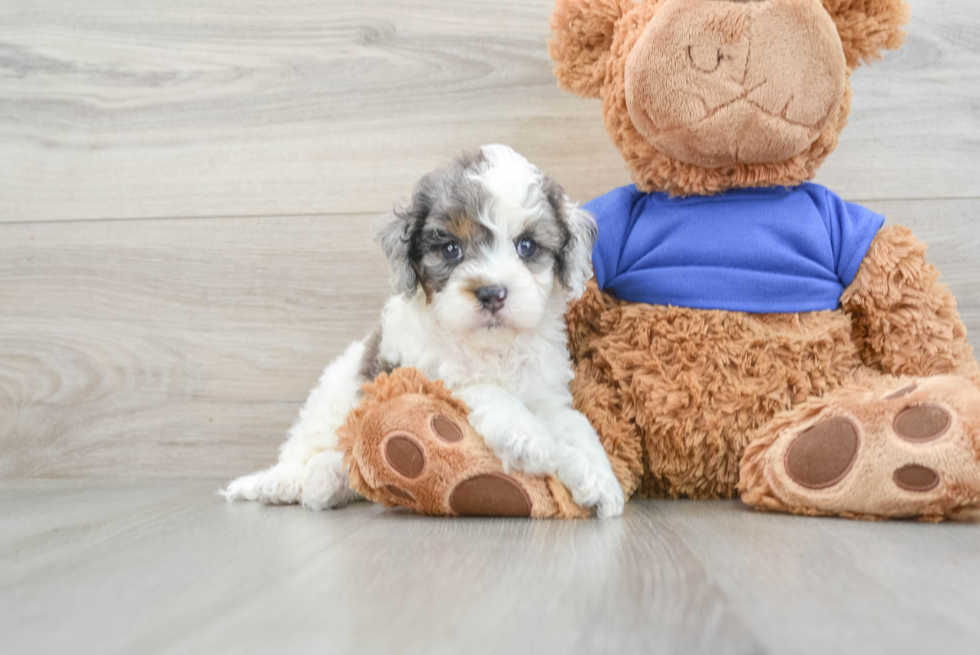 Cockapoo Pup Being Cute