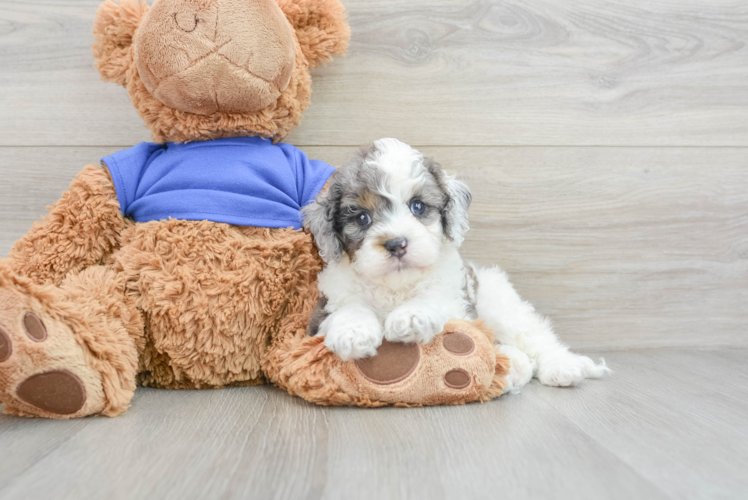 Cockapoo Pup Being Cute