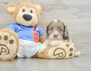 7 week old Cockapoo Puppy For Sale - Windy City Pups