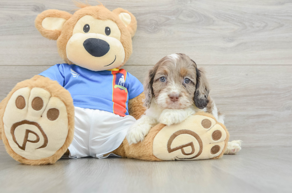 7 week old Cockapoo Puppy For Sale - Windy City Pups