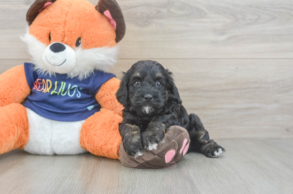 5 week old Cockapoo Puppy For Sale - Windy City Pups
