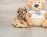 6 week old Cockapoo Puppy For Sale - Windy City Pups