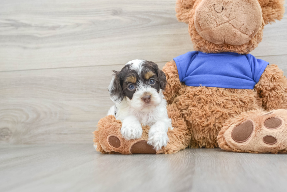 Little Cockerpoo Poodle Mix Puppy