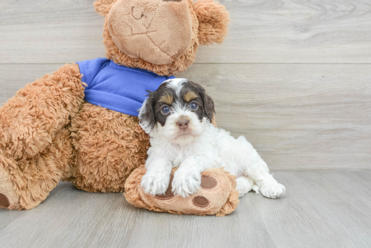 Small Cockapoo Baby