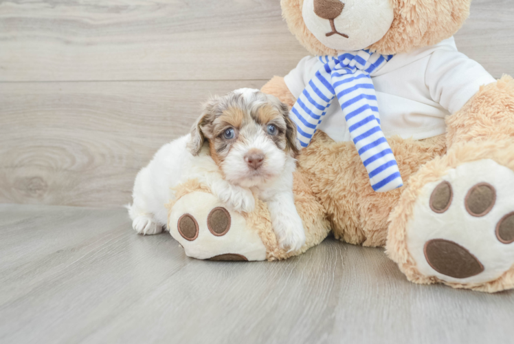 Hypoallergenic Cocker Doodle Poodle Mix Puppy