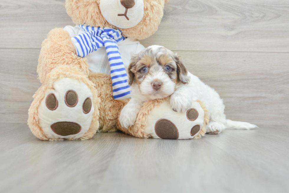 Petite Cockapoo Poodle Mix Pup