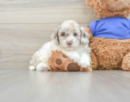 8 week old Cockapoo Puppy For Sale - Windy City Pups