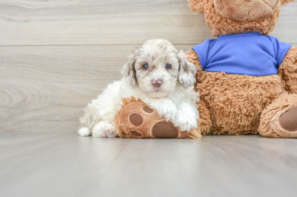 6 week old Cockapoo Puppy For Sale - Windy City Pups