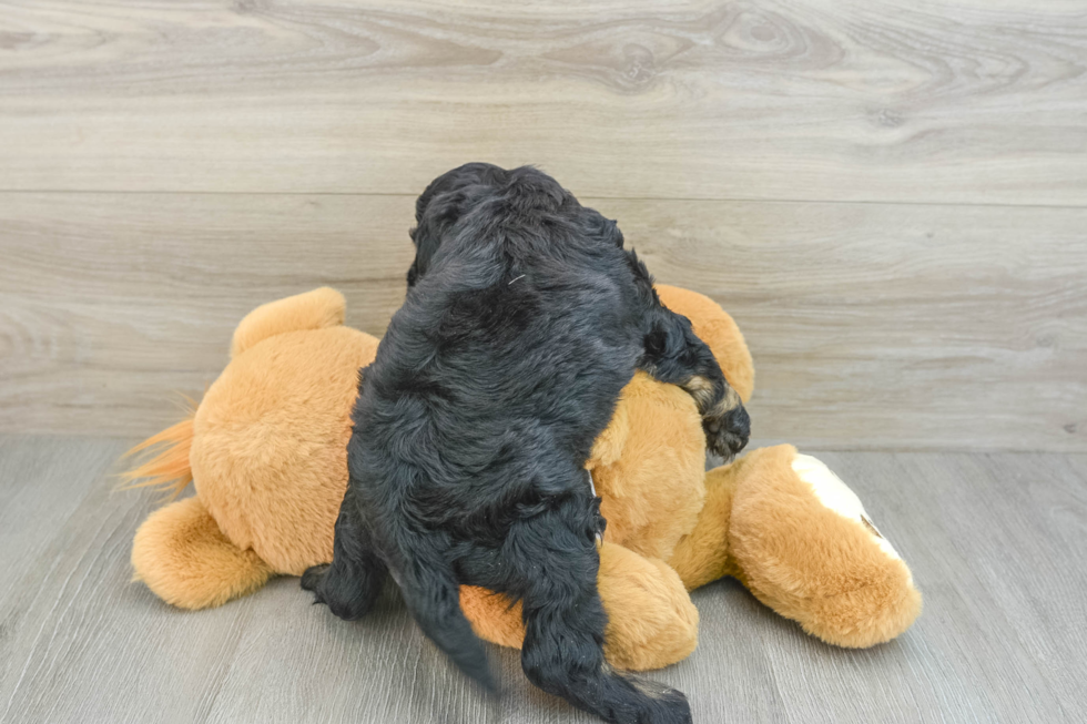 Little Cocker Doodle Poodle Mix Puppy