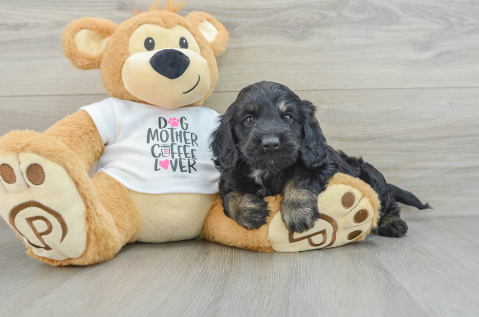 5 week old Cockapoo Puppy For Sale - Windy City Pups