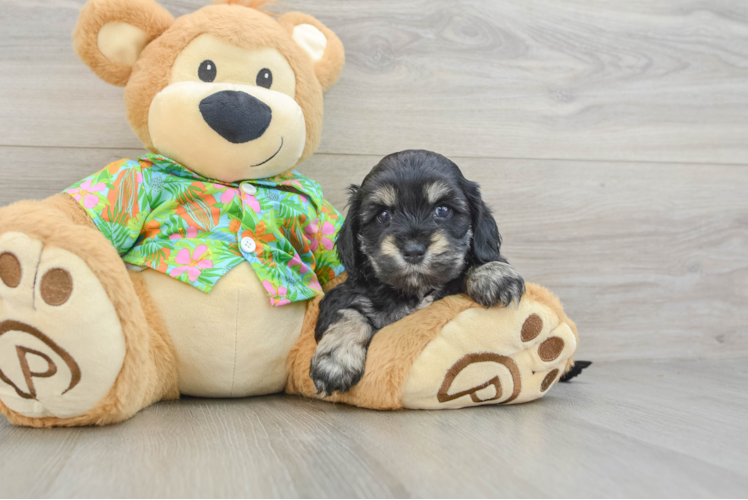 Friendly Cockapoo Baby