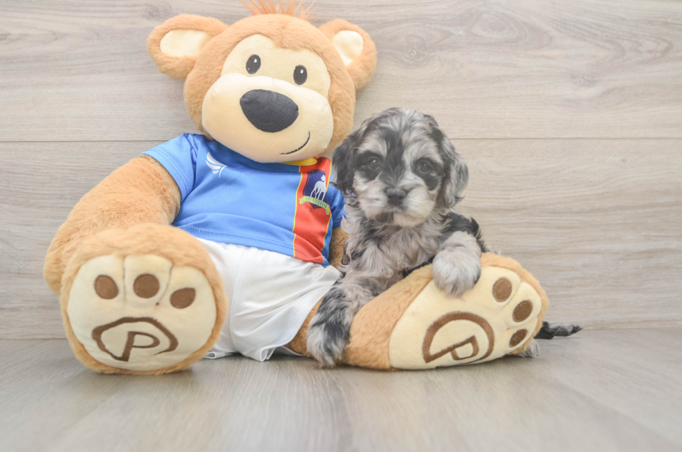 5 week old Cockapoo Puppy For Sale - Windy City Pups