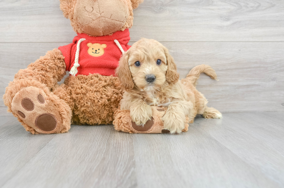 6 week old Cockapoo Puppy For Sale - Windy City Pups