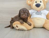 7 week old Cockapoo Puppy For Sale - Windy City Pups