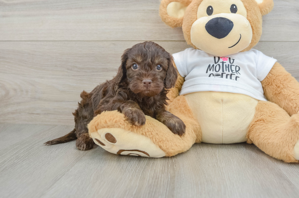 6 week old Cockapoo Puppy For Sale - Windy City Pups