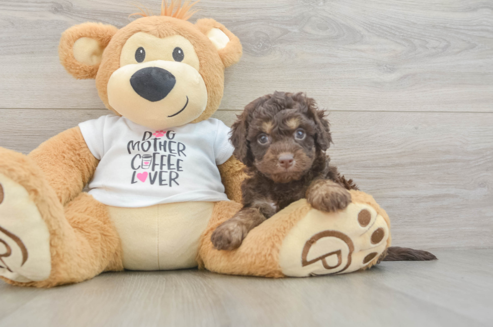 6 week old Cockapoo Puppy For Sale - Windy City Pups