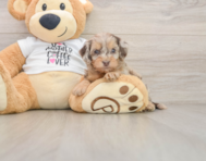 8 week old Cockapoo Puppy For Sale - Windy City Pups