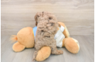 Cockapoo Pup Being Cute