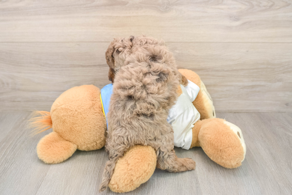 Cockapoo Pup Being Cute
