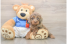 Cockapoo Puppy for Adoption