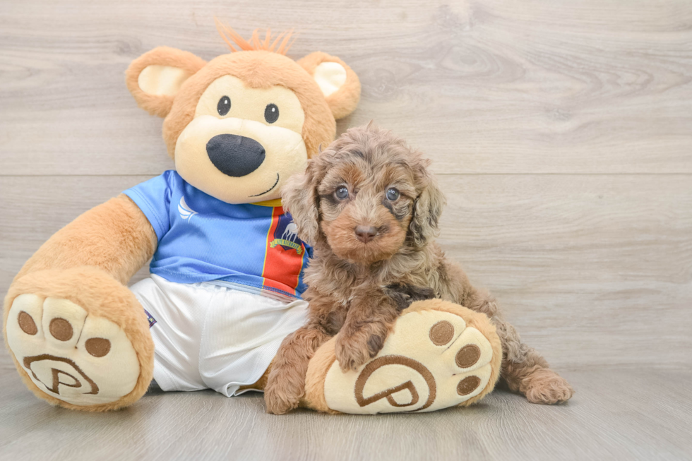 Cockapoo Puppy for Adoption