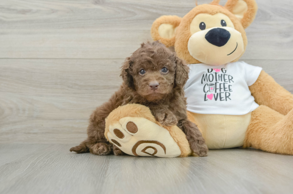 6 week old Cockapoo Puppy For Sale - Windy City Pups