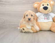 6 week old Cockapoo Puppy For Sale - Windy City Pups