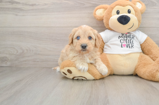 Funny Cockapoo Poodle Mix Pup
