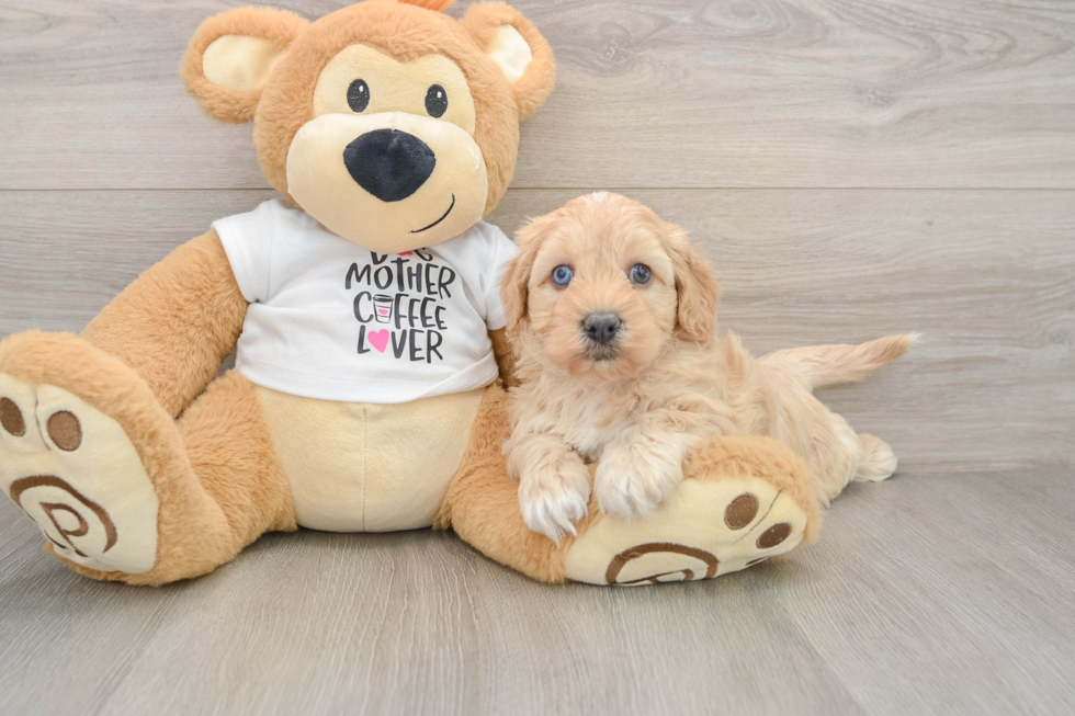 Cockapoo Pup Being Cute