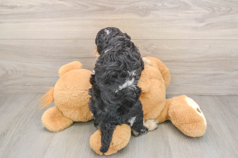 Friendly Cockapoo Baby