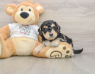 5 week old Cockapoo Puppy For Sale - Windy City Pups