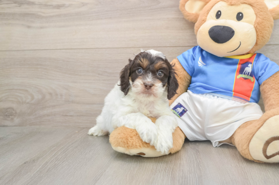 Cockapoo Puppy for Adoption